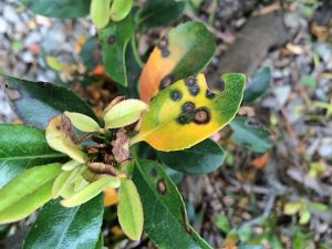 leaf spot