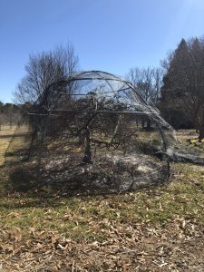 netting structure for protection from cicadas