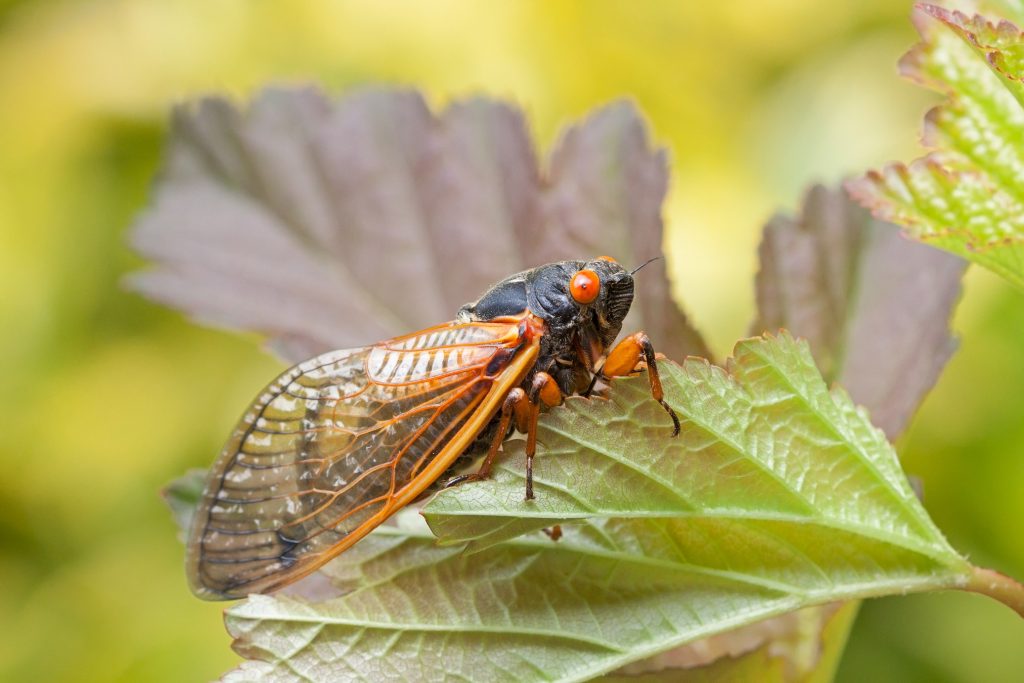 Brood X Cicadas and Your Trees and Shrubs - Tree Topics