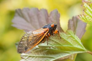 periodical cicada