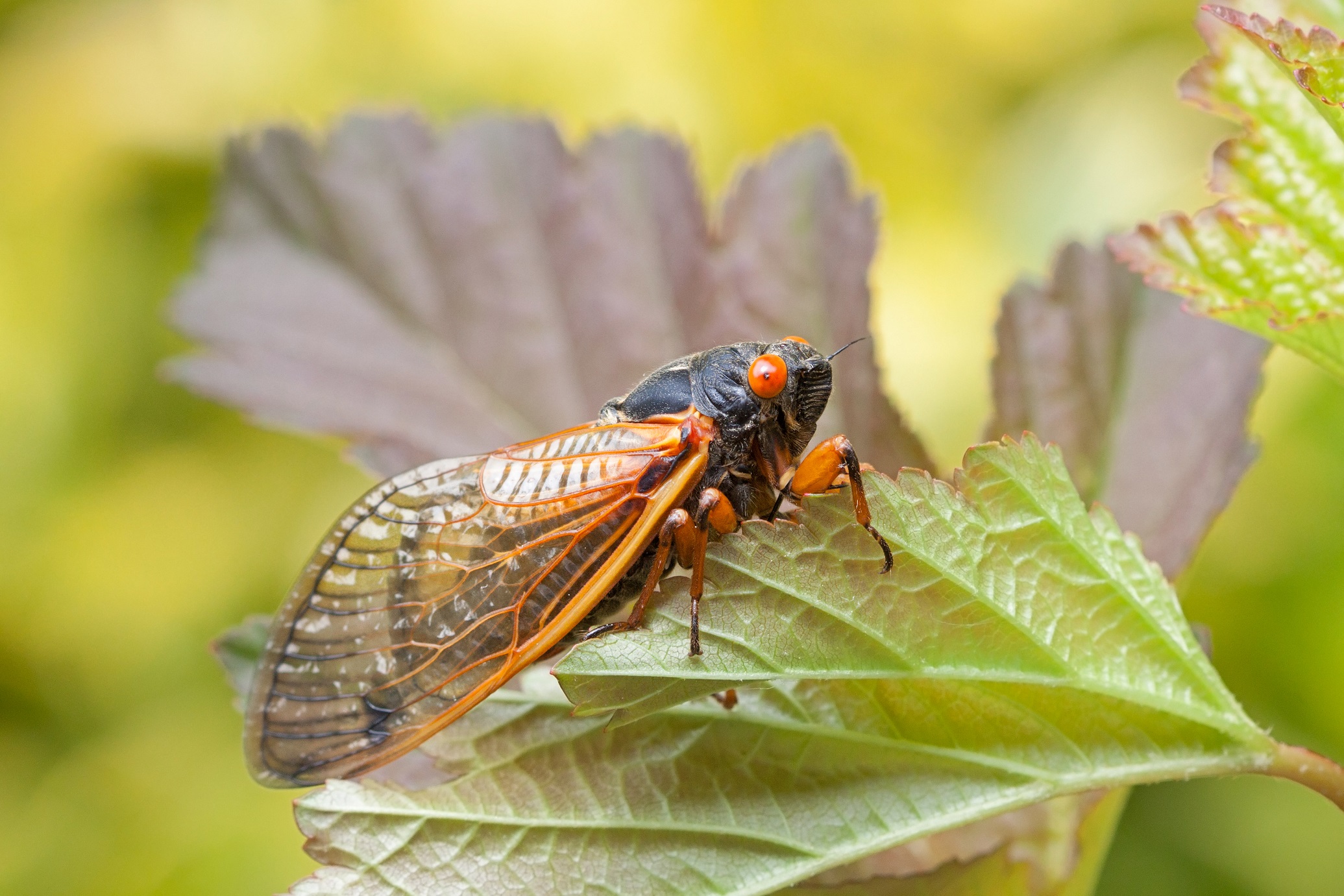 periodical cicada