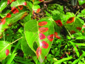 rust disease