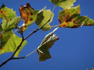 anthracnose