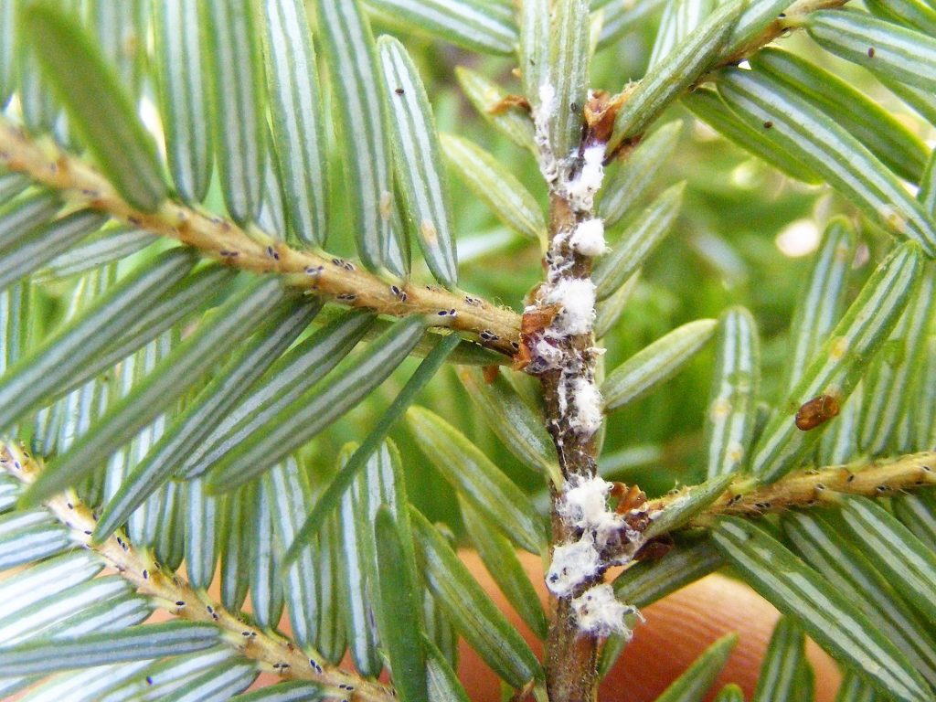 signs of hemlock woolly adelgid