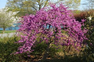 flowering ornamental