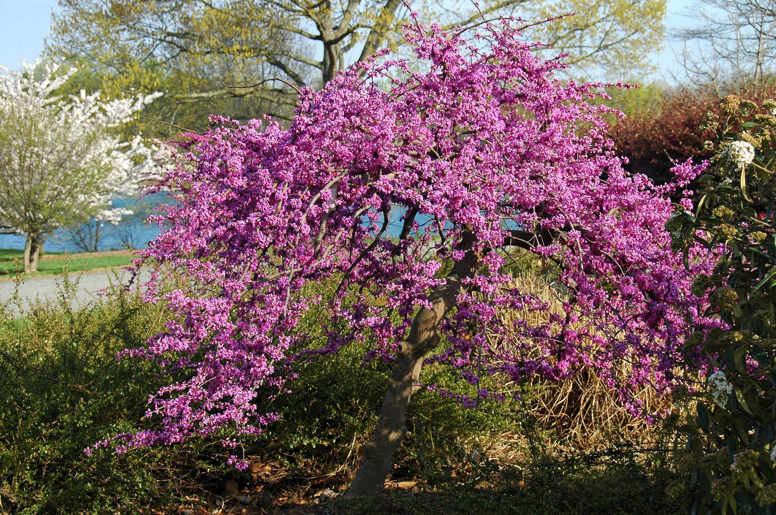 flowering ornamental