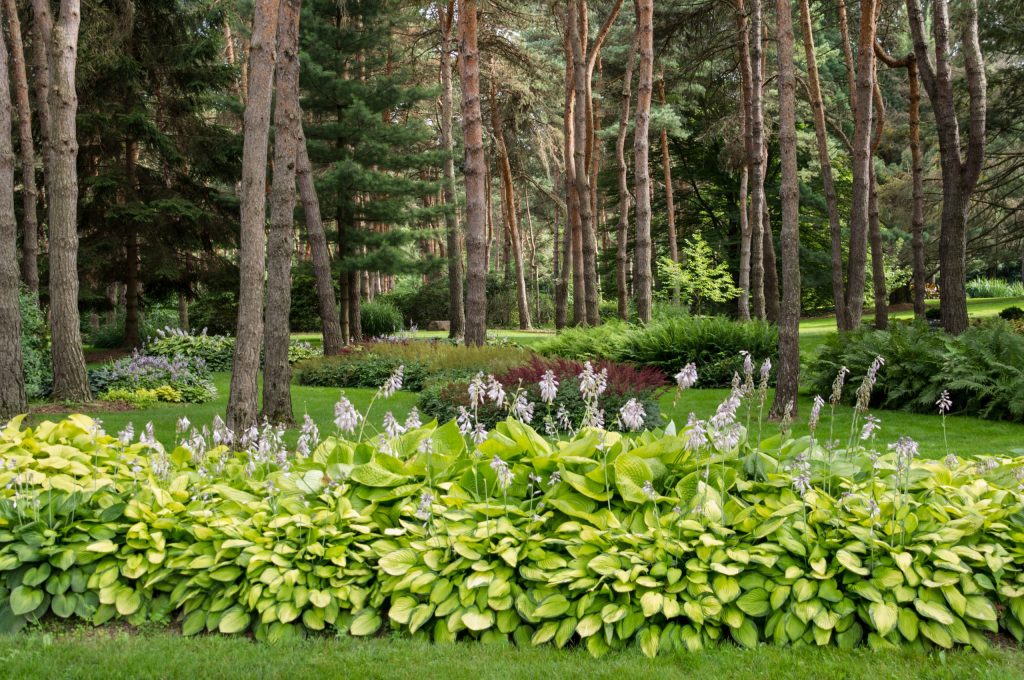 plants under trees