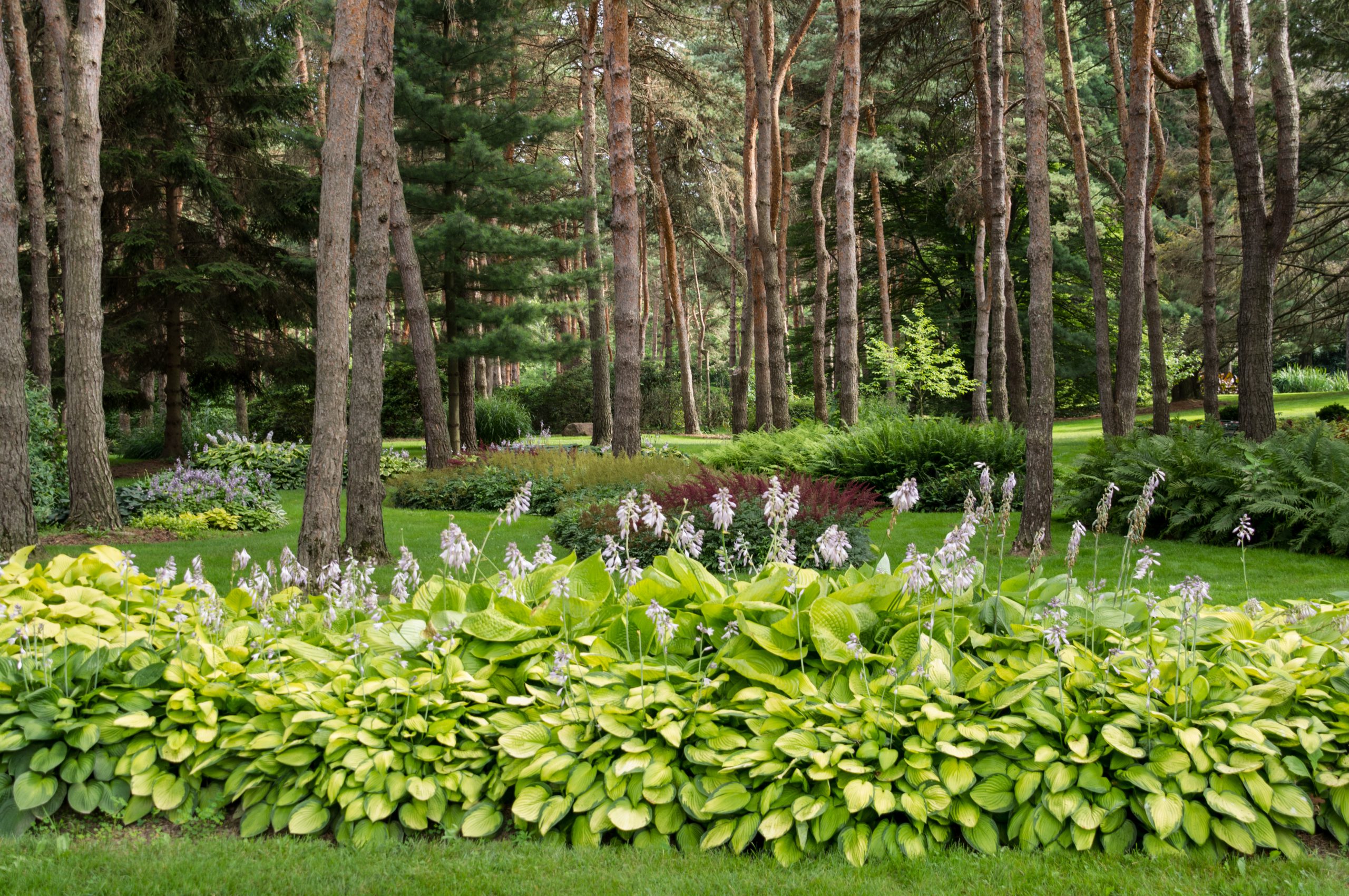 plants under trees