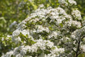 hawhtorn blooms