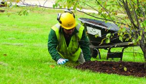 applying mulch