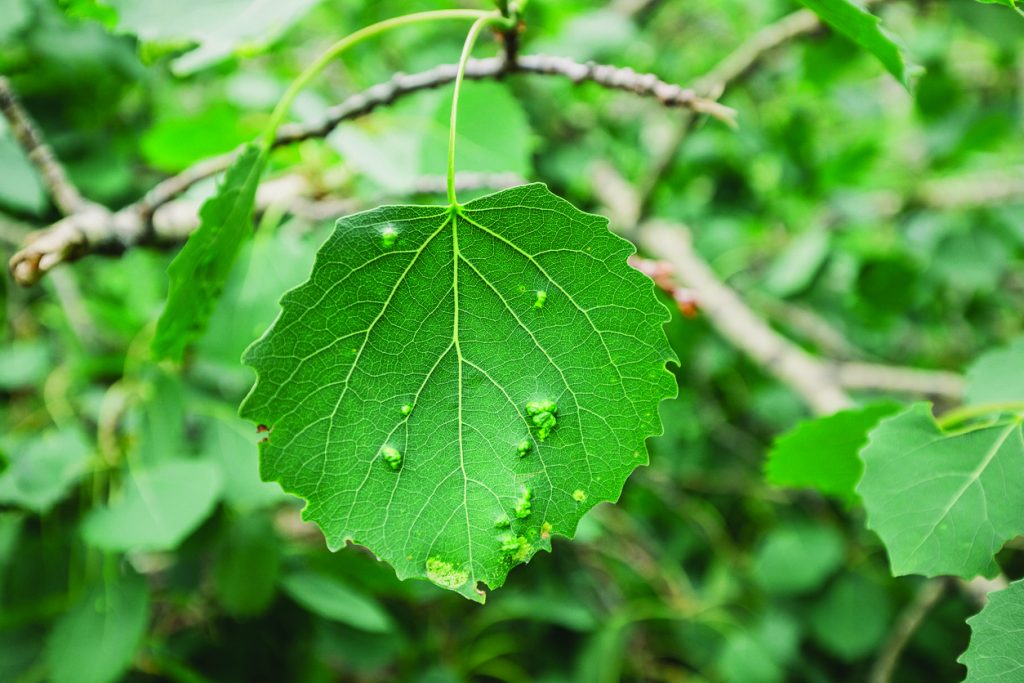 leaf galls