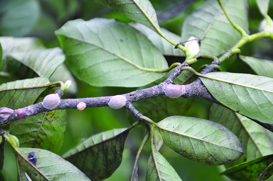 magnolia scale