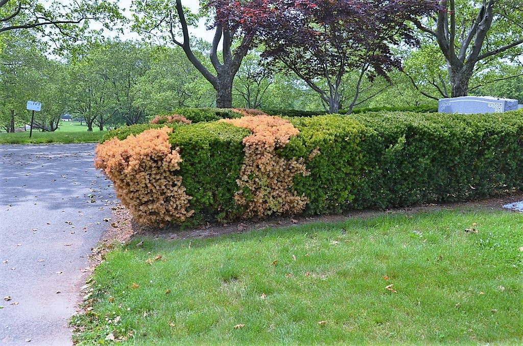 phytophthora root root yews