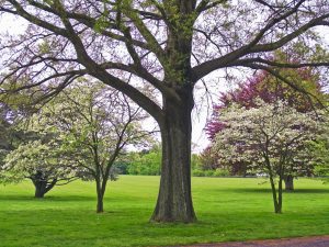 trees in a landscape