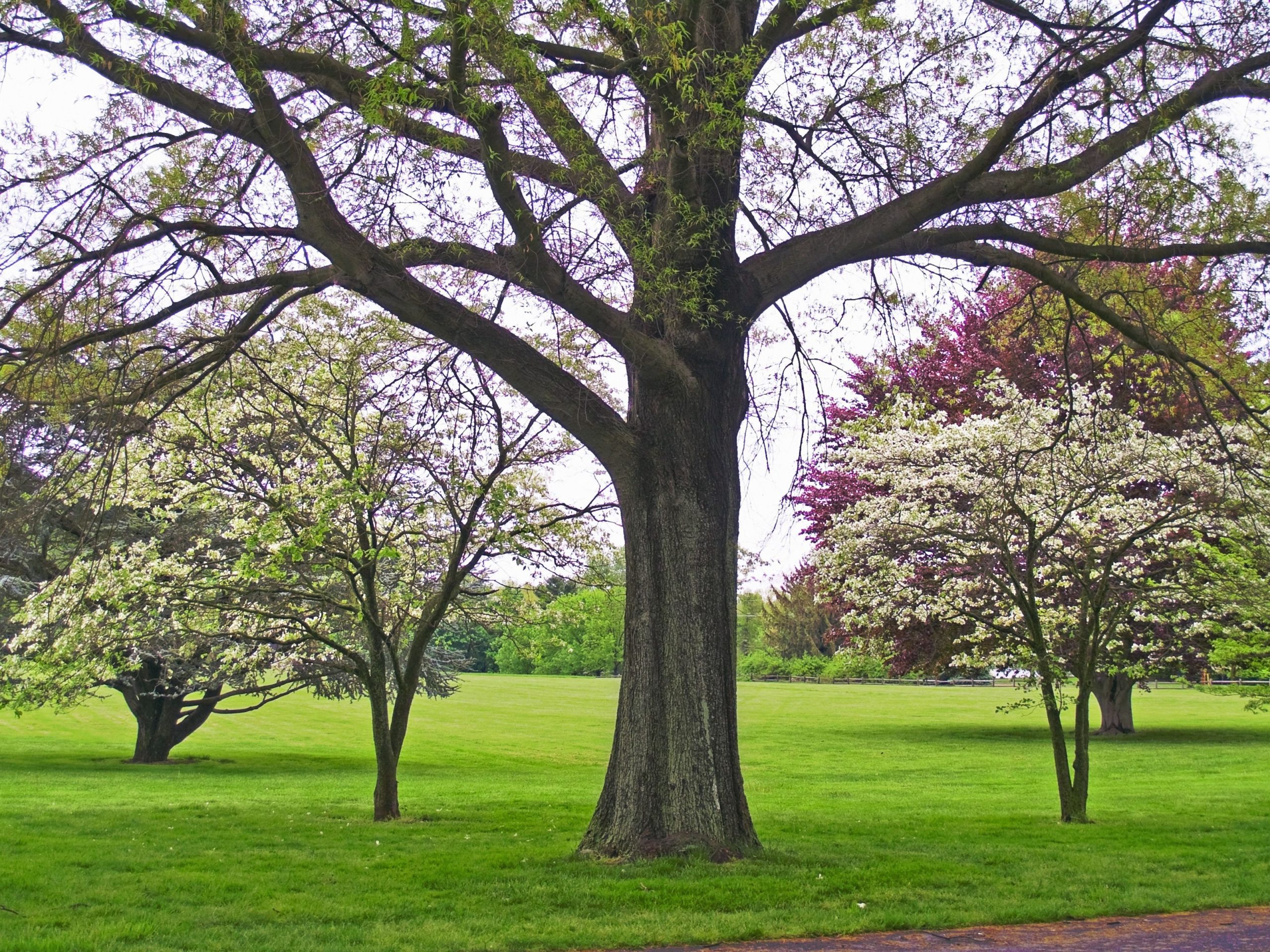trees in a landscape