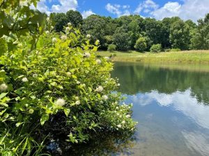 buttonbush