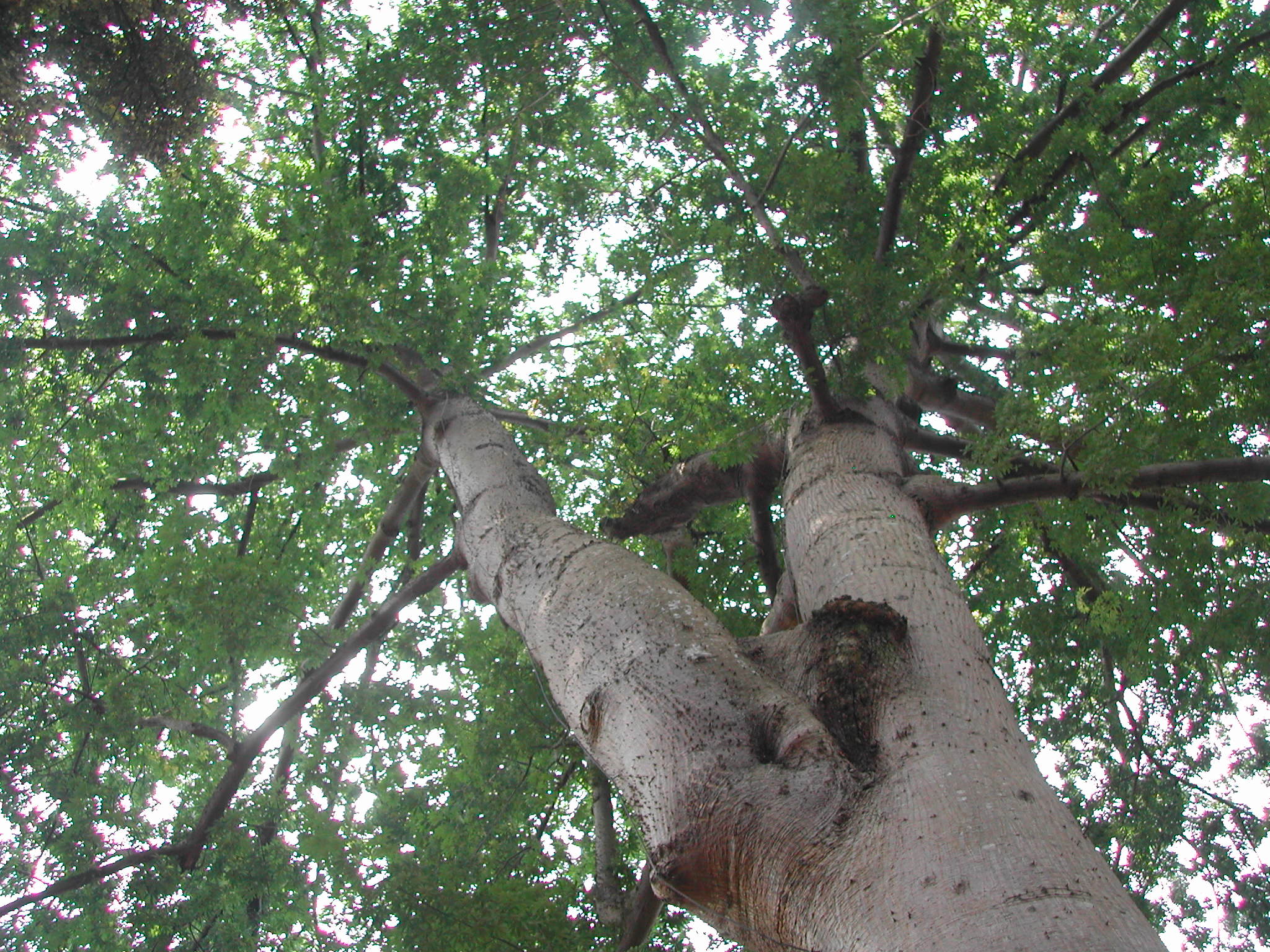 codominant stem