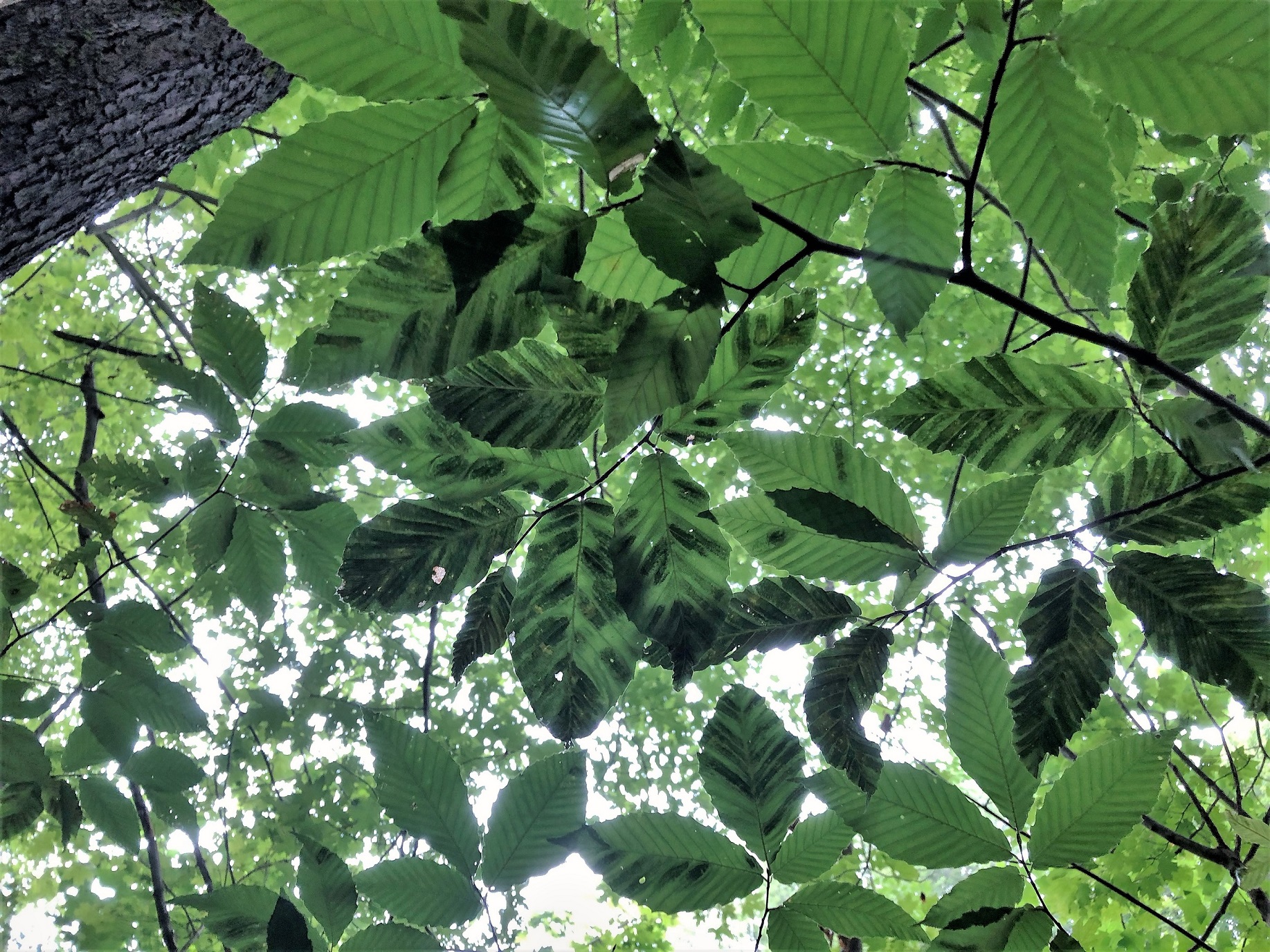 beech leaf disease