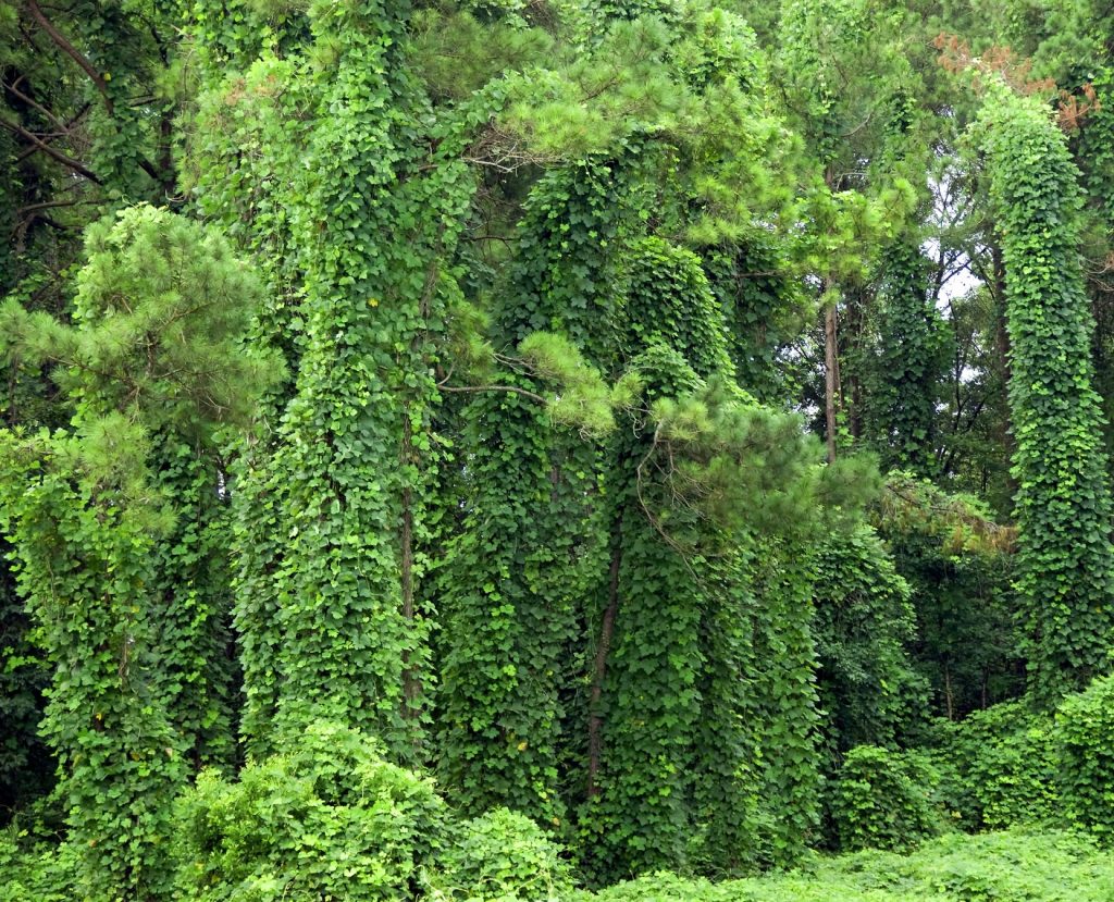 invasive plants