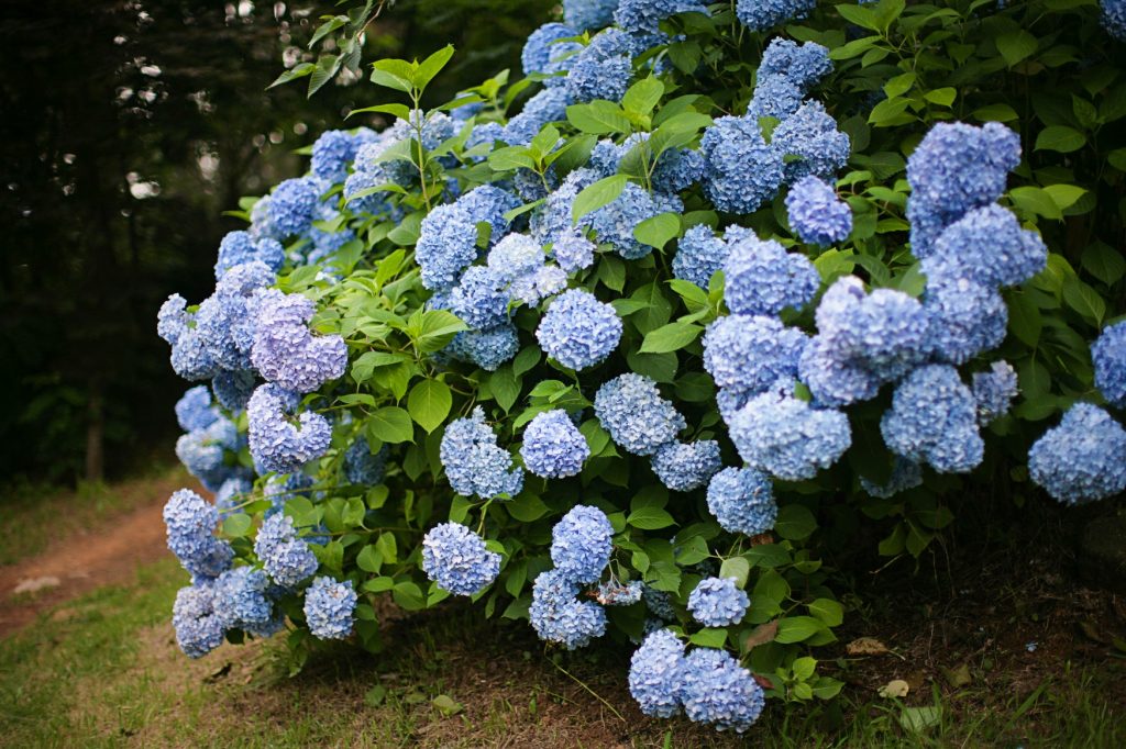 blue hydrangea