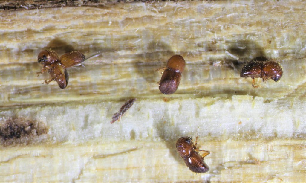 ambrosia beetles