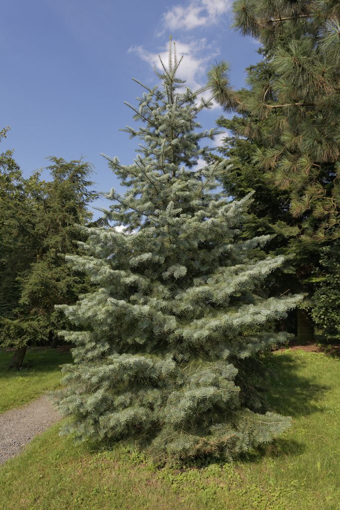 white fir