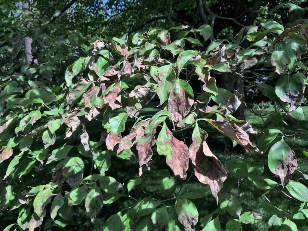dogwood anthracnose