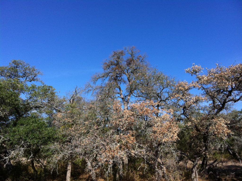tree damage from drought