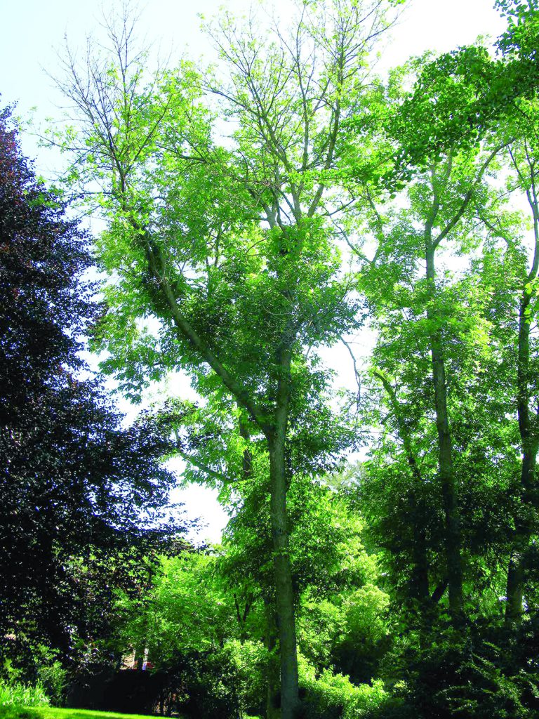 Ash Tree Decline from Emerald Ash Borer