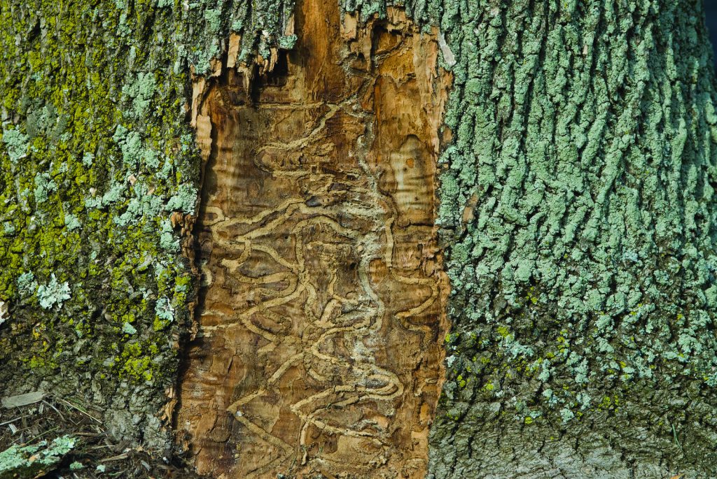 galleries beneath the bark of an ash tree
