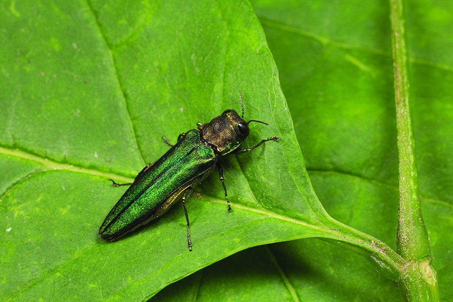 emerald ash borer