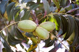 pecan nuts