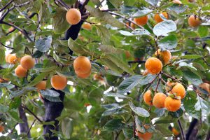 persimmon fruit