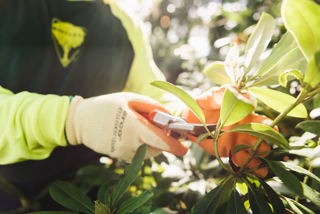 shrub pruning