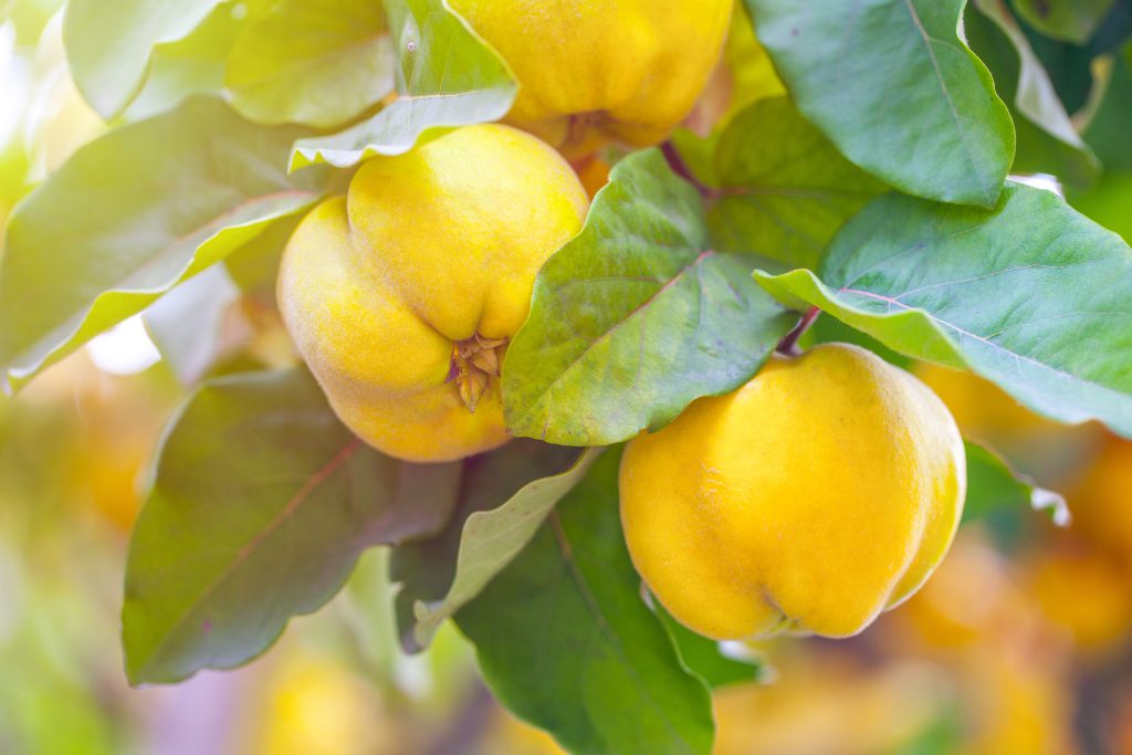 quince fruit