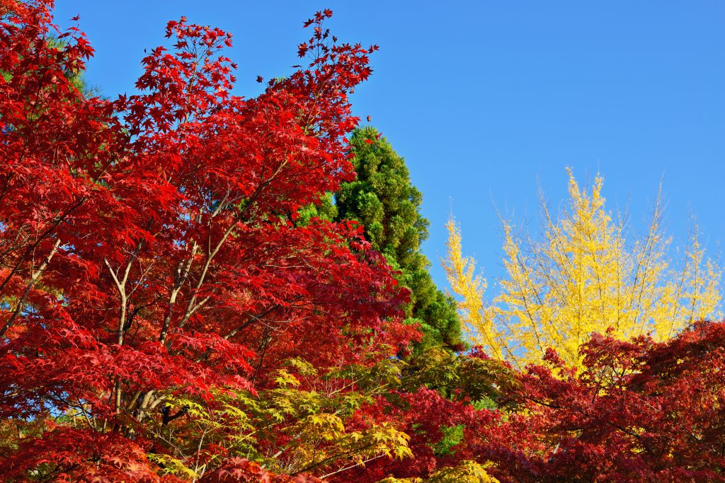 autumn color