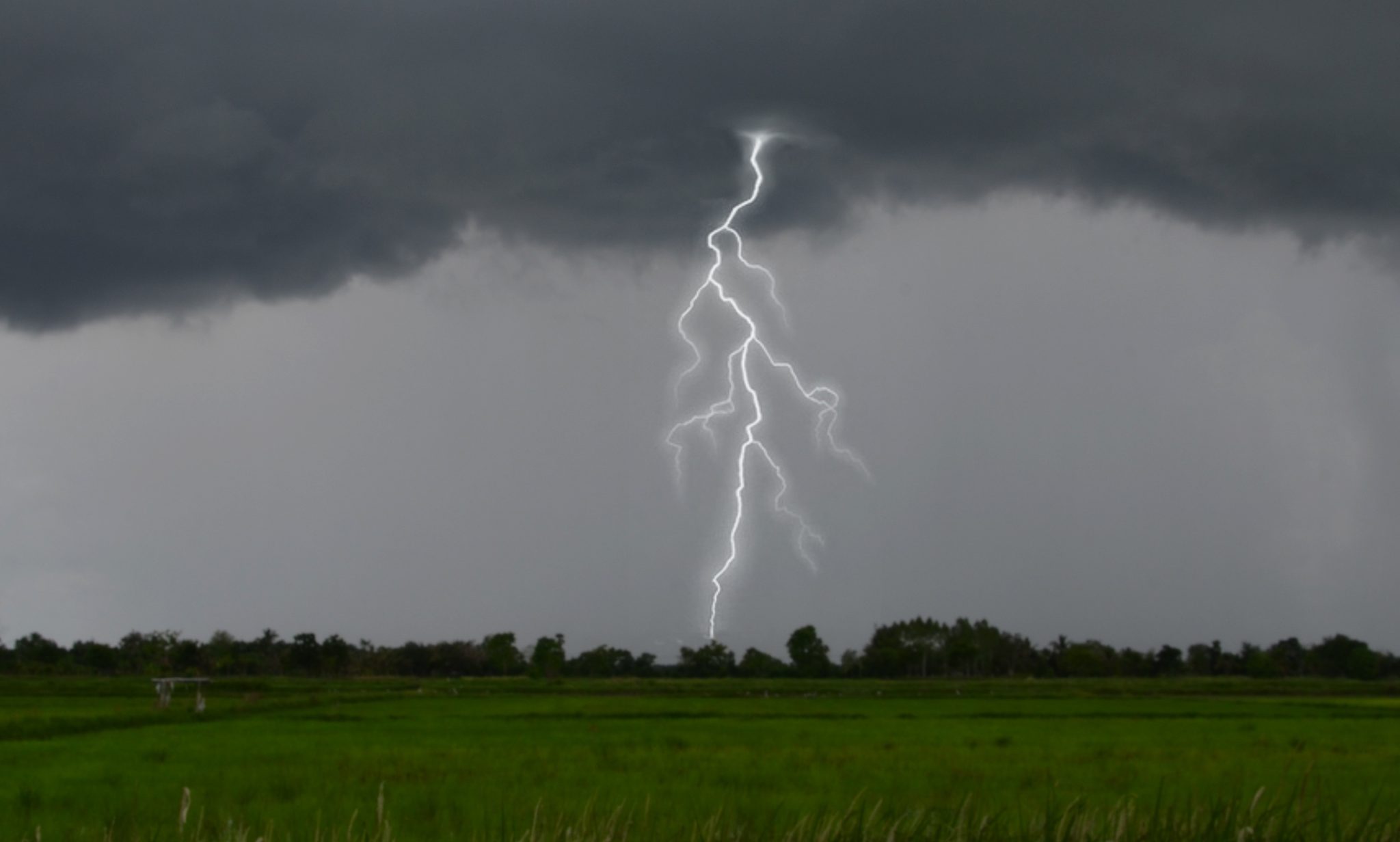 Tree Lightning Protection Systems Safeguard Trees Tree Topics