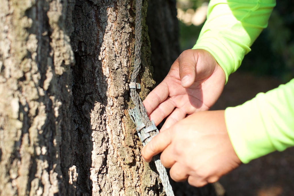 tree lightning protection system maintenance