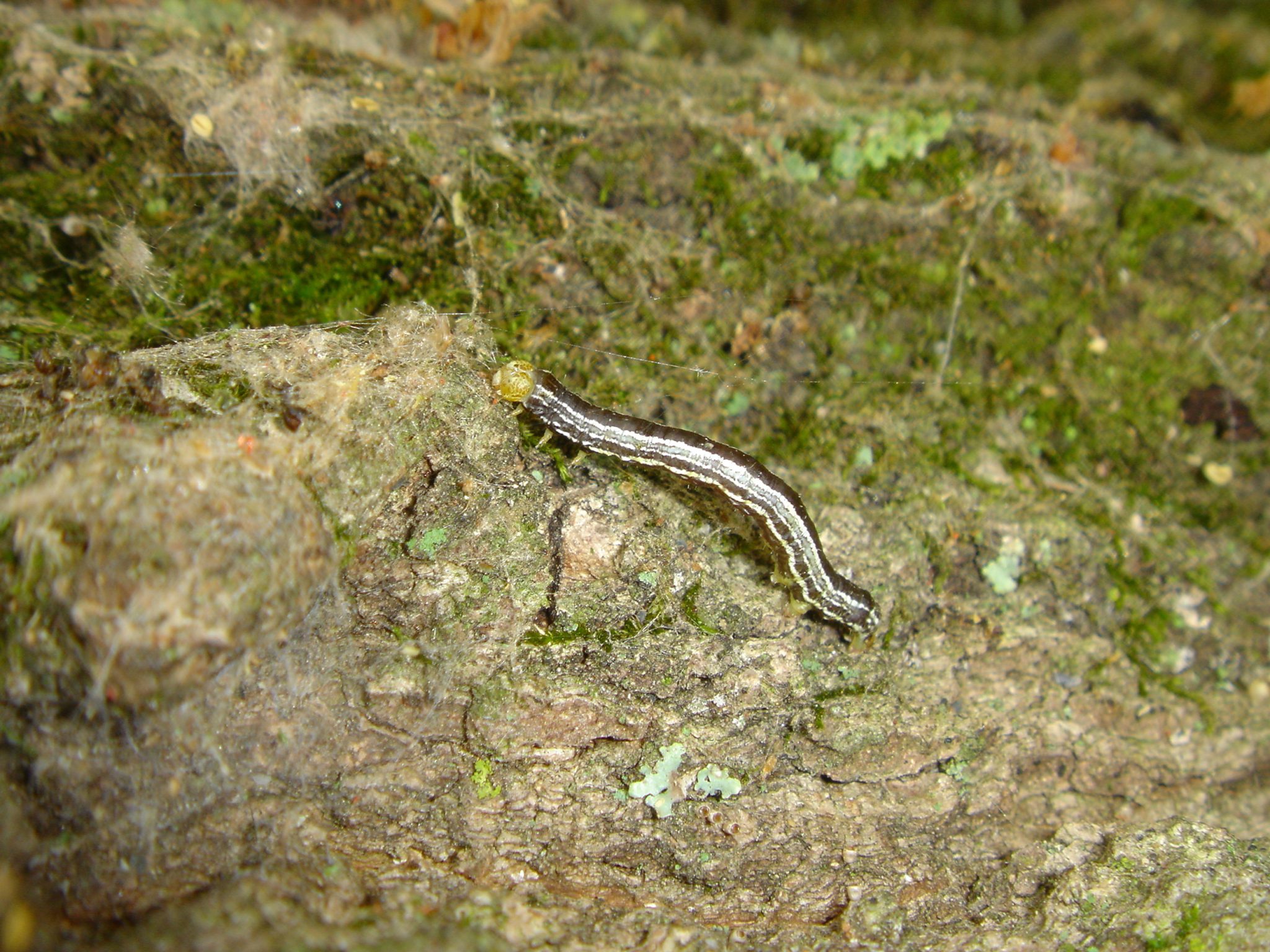 Some Caterpillar Pests Emerge in Fall and Winter Tree Topics