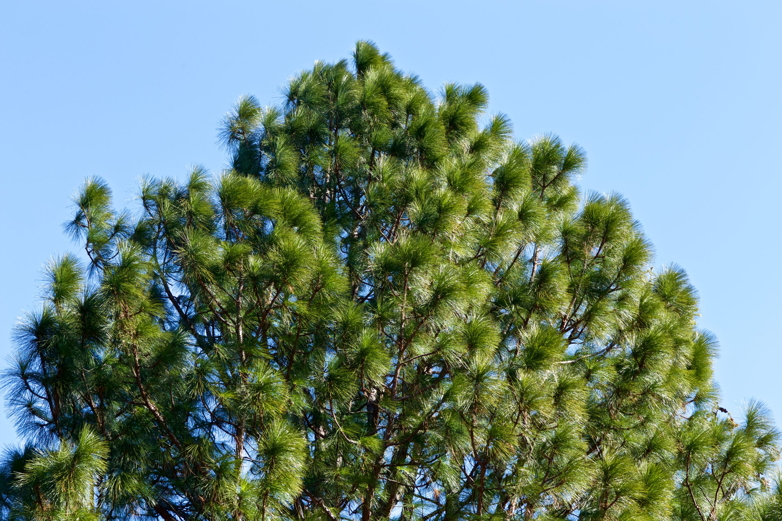 conifers plant