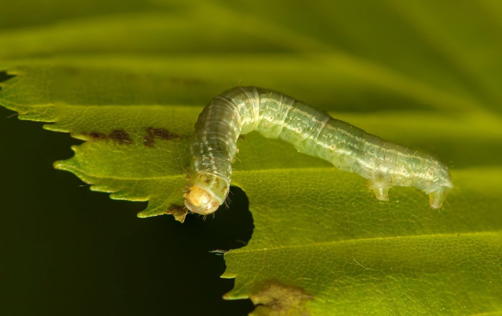 Some Caterpillar Pests Emerge in Fall and Winter Tree Topics