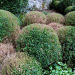 boxwood blight