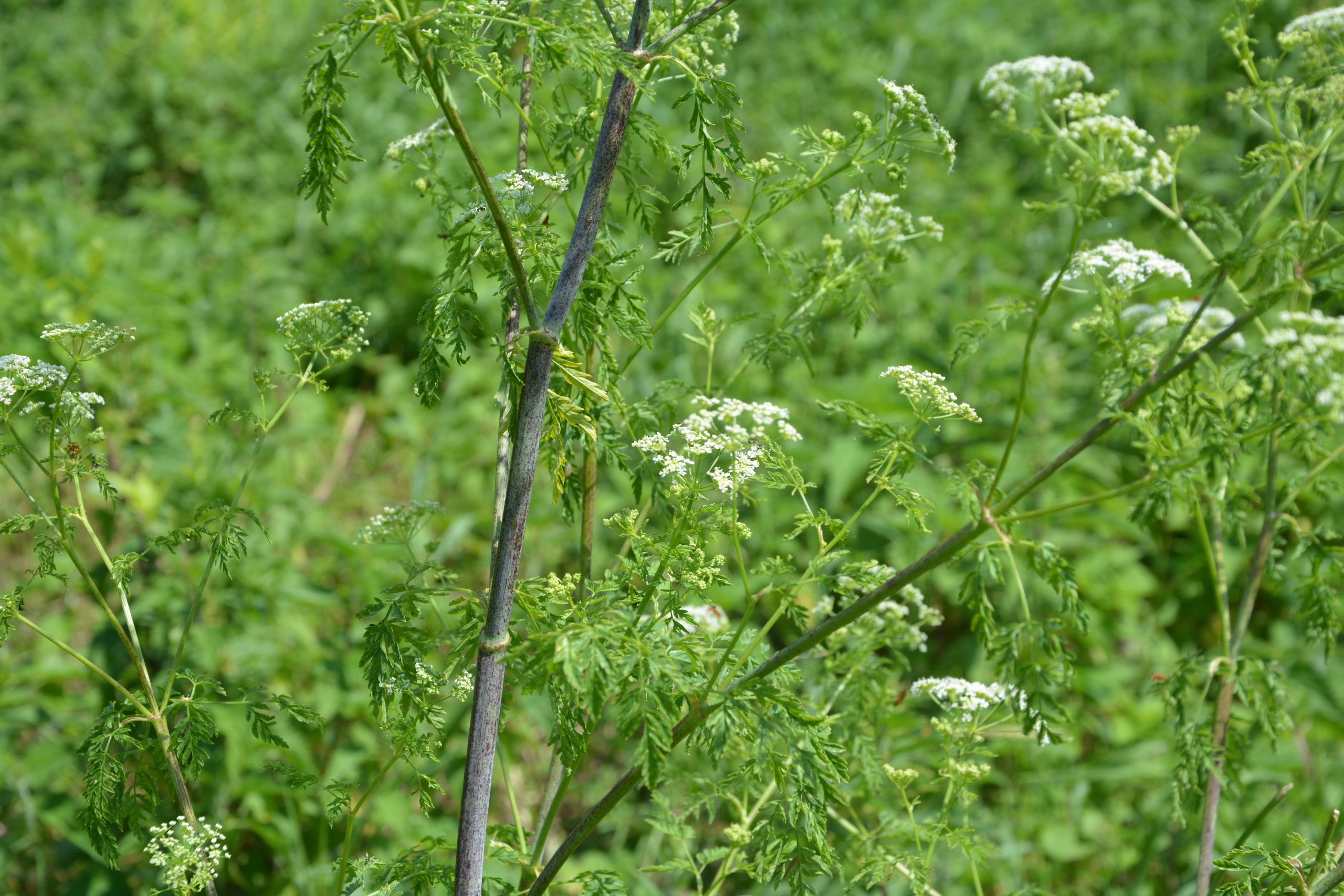 poison hemlock upright stems with purple spots