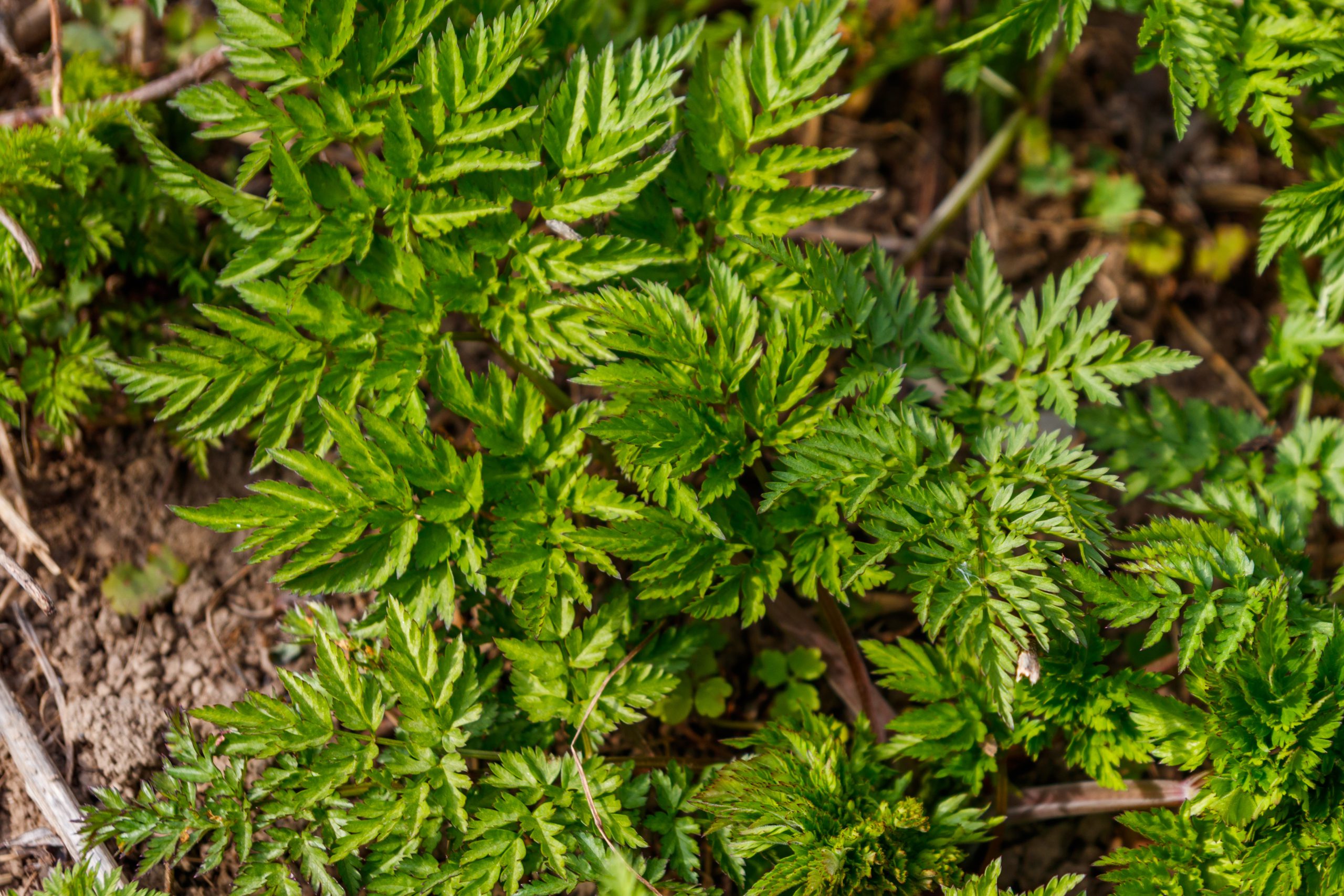 poison hemlock first growing season