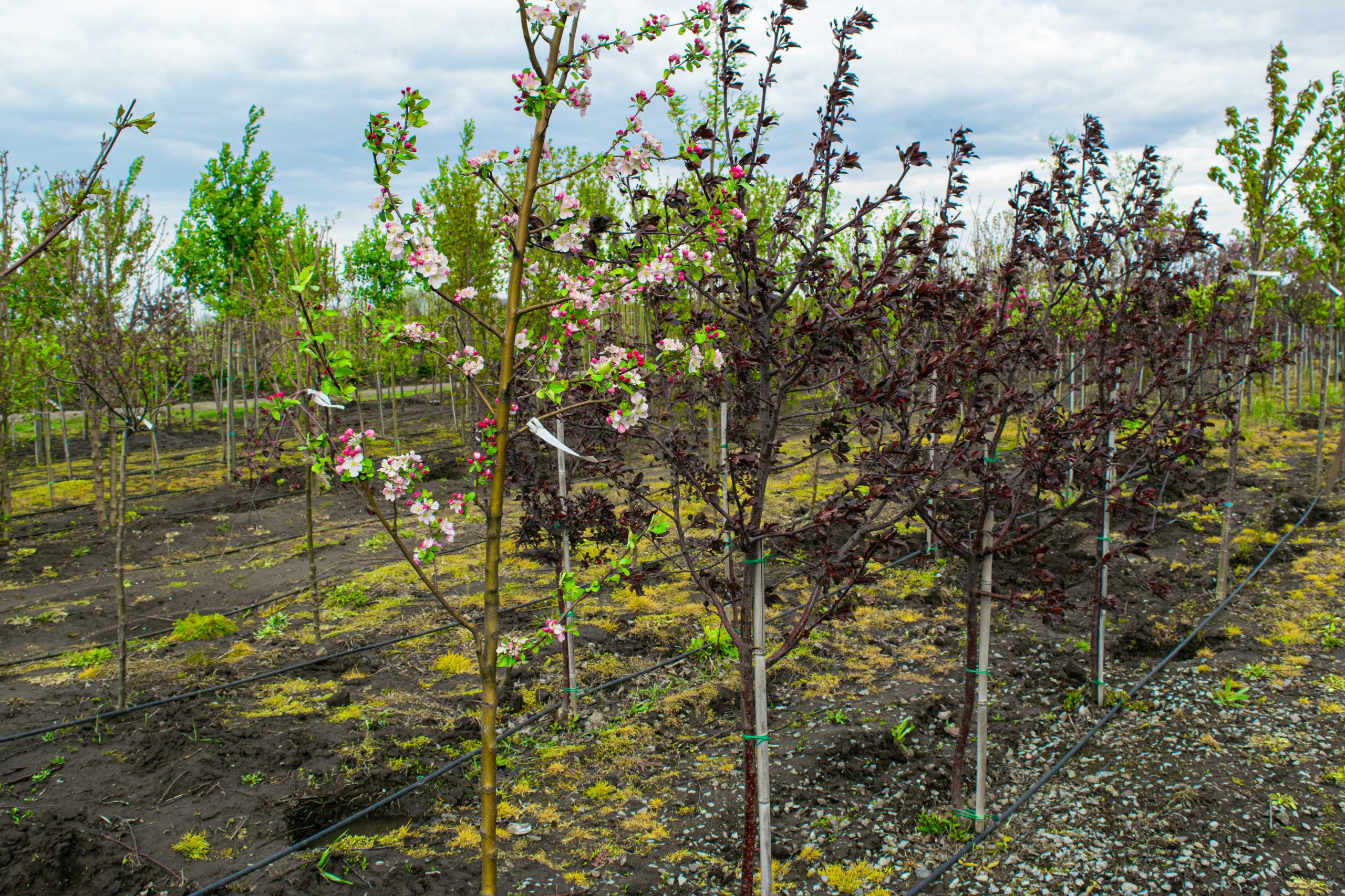 plant nursery with trees