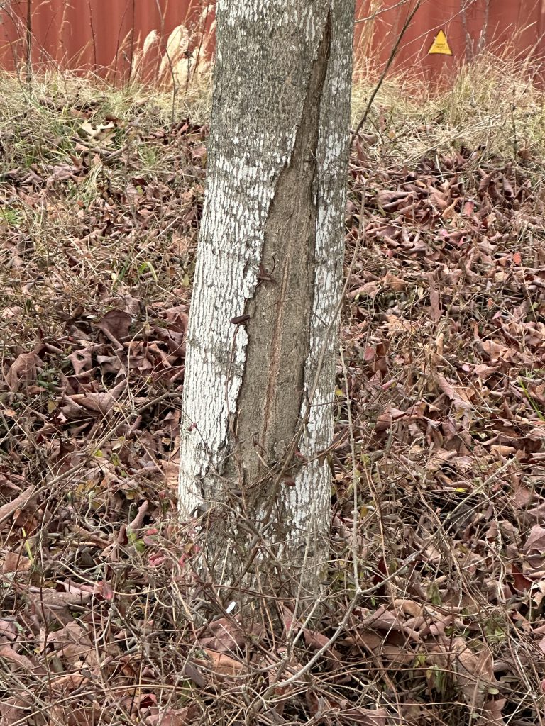 frost crack on tree stem