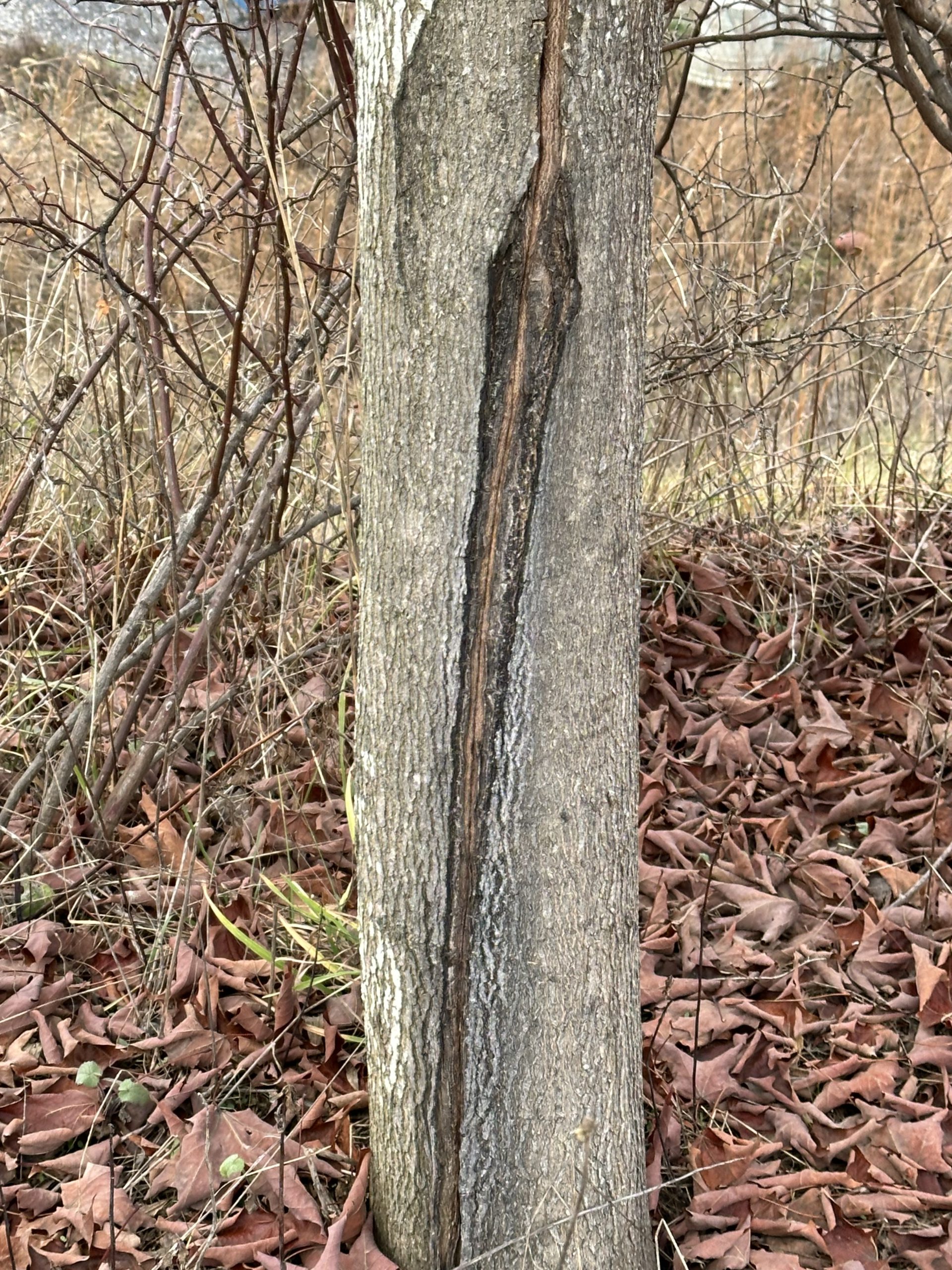 large frost crack in tree