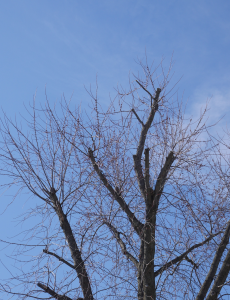 tree topping