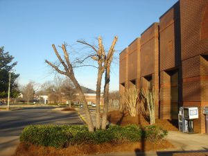 tree topping