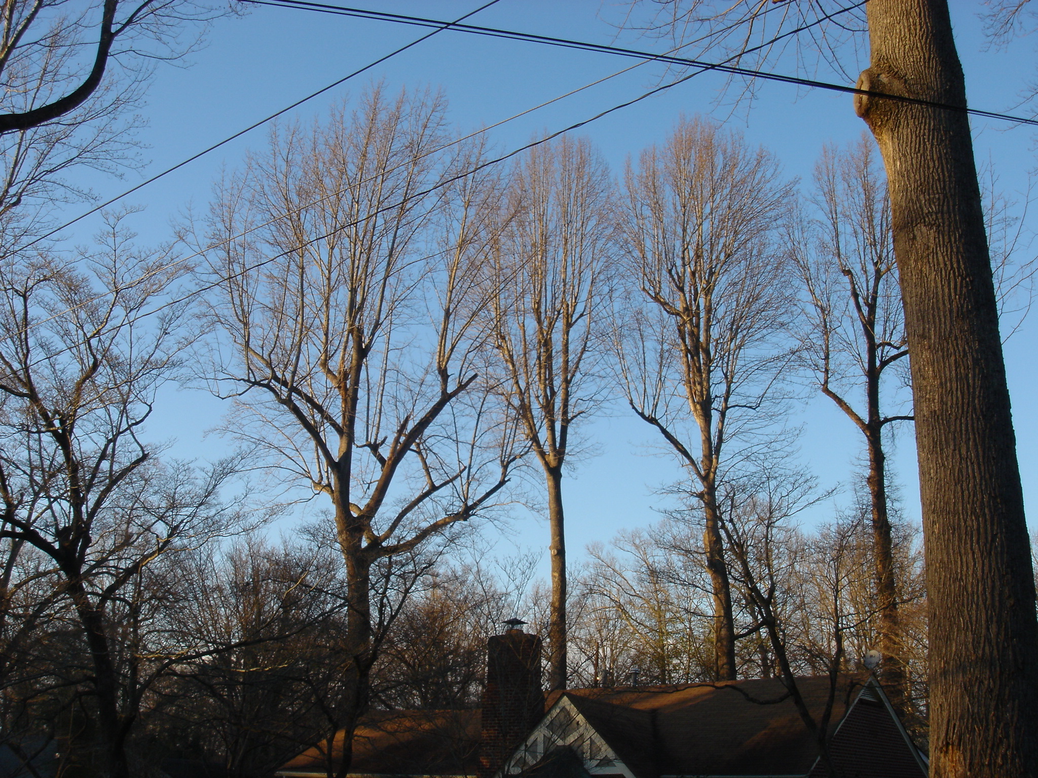 Tree Topping Hurts Trees Tree Topics